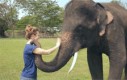 Pożegnanie ze słoniem