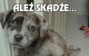 Ależ skądże...