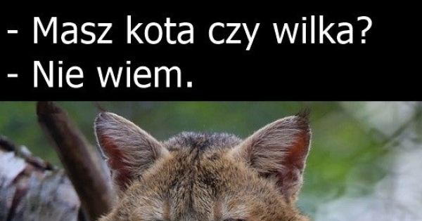 Jaka Jesteś Nie Wie Nikt Nikt nie wie - Jeja.pl