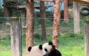 Chwila z pandami dla odstresowania