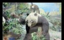 Wypchana panda