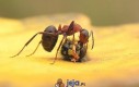Mrówka vs. osa