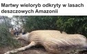 Ile tam tego deszczu napada, on potrzebuje więcej wody