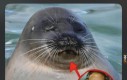 IShowSeal