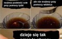 Widelec