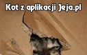 Kot z aplikacji Jeja.pl