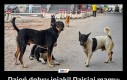 Dzień dobry jejaki! Dzisiaj mamy: Międzynarodowy Dzień Bezpańskiego Psa