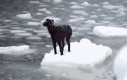 Pies uratowany z kry lodowej przez przypadkowych marynarzy