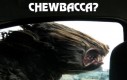 Chewbacca?