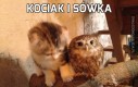 Kociak i sówka