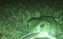 W Australii to żaba zjada węża