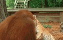 Orangutan opiekuje się małym tygrysem niczym własnym dzieckiem