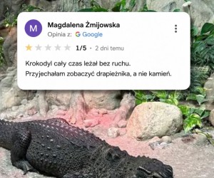 Nie polecam tego krokodyla