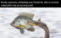 Stara bieda