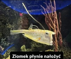 Też widzisz Donalda?