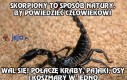 Skorpiony to sposób natury, by powiedzieć człowiekowi, że...