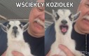 Wściekły koziołek