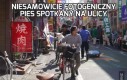 Niesamowicie fotogeniczny pies spotkany na ulicy