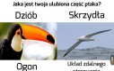 Ptaki to spisek rządowy!