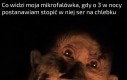 Jak mój praprzodek przy ognisku