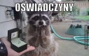 Oświadczyny