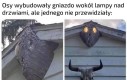 Ale trzeba przyznać, że gniazdo wygląda kozacko