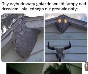 Ale trzeba przyznać, że gniazdo wygląda kozacko