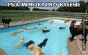 Psia imprezka przy basenie