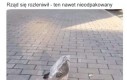 Dron szpiegowski prosto ze sklepu