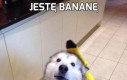 Jestę bananę