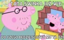 Tata świnka już wie