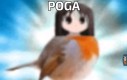 Poga