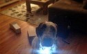 Pies z latarką - prawie jak Iron Man!
