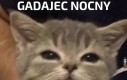 Gadajec nocny