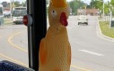 Proszę nacisnąć kurczaka, żeby zatrzymać autobus