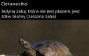Dla nierozumiejących: W niektórych miejscach w Polsce nazywa się żółwia błotnego żelazną żabą