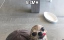 Siema