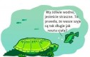 Szyje żółwi wodnych