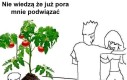 Pamiętajcie o pomidorkach