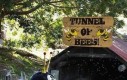 Tunel pełen pszczół