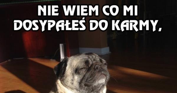 Mops 184+ Najlepszych Memów Jeja.pl