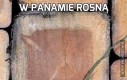 W Panamie rosną