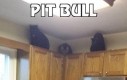 Pit Bull