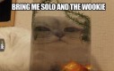 Jabba the cat