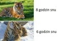 Którym tygrysem jesteś?