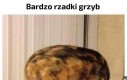 Miałślak