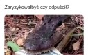 Biorę pieniądze albo pieniądze z urwanym gadzim łbem