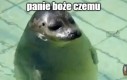 Foczka
