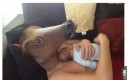 Końskie wychowanie