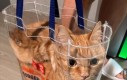 Kiciuś!!!